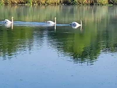 Lebede pe lac langa proprietatea de vanzare Balotesti Ilfov