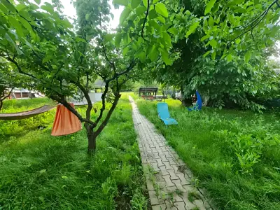 Gradina verde luxurianta la casa de vanzare in Buftea Ilfov