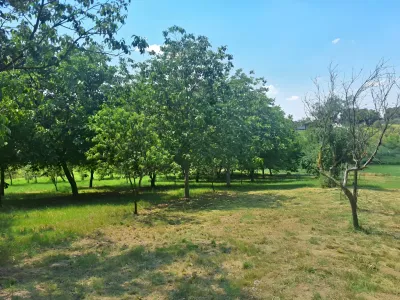 zona verde cu pomi si casa de vanzare cumparare Călacea Timiș