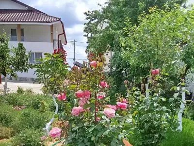 gradina trandafiri roz casa de vanzare cumparare Craiova Dolj