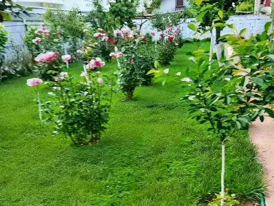 gradina flori roz si albe curte casa vanzare cumparare Craiova Dolj
