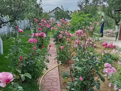 gradina cu trandafiri roz curte casa vanzare cumparare Craiova Dolj