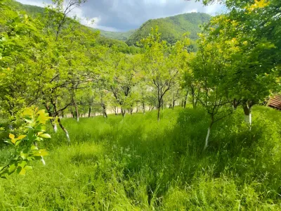 Casa vanzare cumparare Furtunesti Buzau livada pomi
