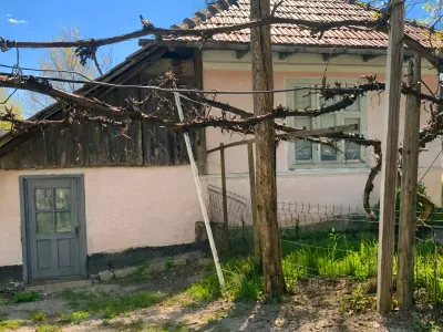 Copac curte casa batraneasca vanzare cumparare Gutinaș Bacău