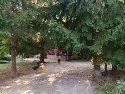 teren generos si alee casa vanzare cumparare Izvoarele Prahova