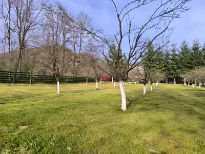 Livada cu pomi la casa de vanzare in Musatesti Arges