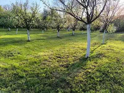 Gradina cu pomi la casa de vanzare in Musatesti Arges