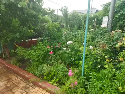 Gradina cu flori superbe la casa de vanzare in Otopeni Ilfov