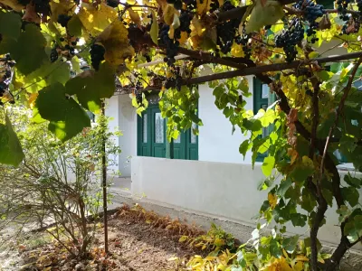 Casa vanzare cumparare Romanu Brăila vita de vie cu struguri