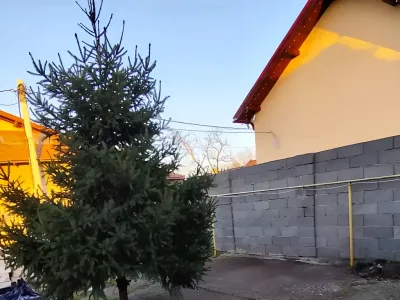 curte verde casa vanzare cumparare Timișoara Timiș amenajare