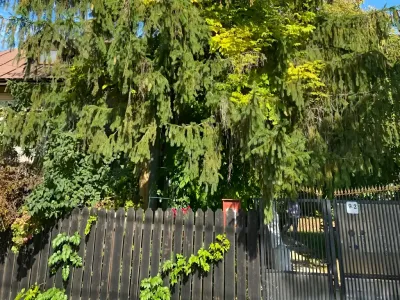 copac mare în curte casă vânzare cumpărare Titu Dâmbovița