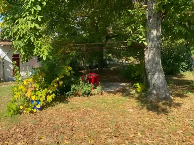 copac bătrân în curte casă vânzare cumpărare Titu Dâmbovița