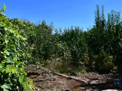 gradina cu livada casa de vanzare cumparare Vânători Galați