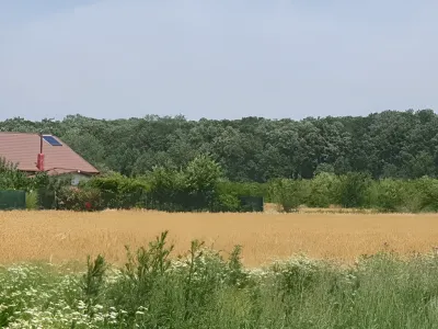 Teren intravilan vanzare cumparare Balotești Ilfov cu grau