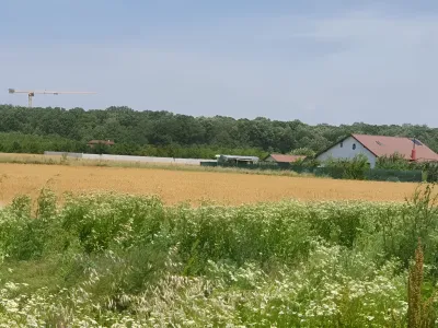 teren intravilan cu flori vanzare cumparare Balotești Ilfov