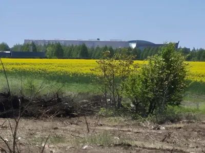 Teren intravilan vanzare cumparare Balotesti Ilfov cu flori