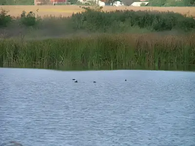 teren de vanzare-cumparare Balotești Ilfov zona cu lac