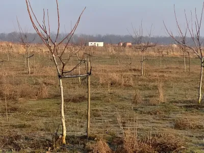Teren extravilan arabil de vanzare cumparare in Bucesti Galati