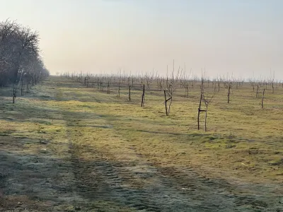 Teren arabil cu vie de vanzare cumparare in Bucesti Galati
