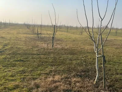 Vanzare cumparare teren extravilan arabil in Bucesti Galati