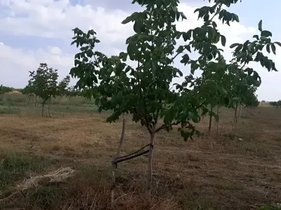 Teren de vanzare cumparare plat in Bucesti judetul Galati