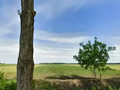 Teren extravilan arabil de vanzare Buftea Ilfov cu copac