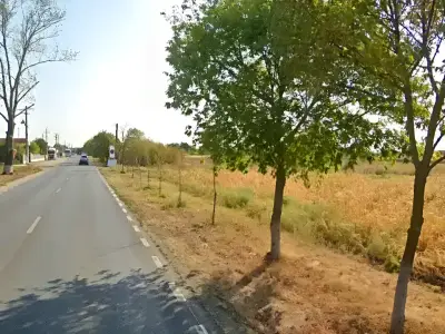 Strada acces teren de vanzare cumparare Buftea Ilfov copac