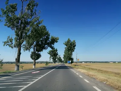 sosea asfaltata copaci teren vanzare cumparare Chitila Ilfov