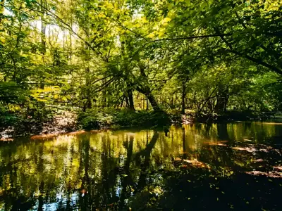 Teren vanzare cumparare Crevedia Dambovita langa padure