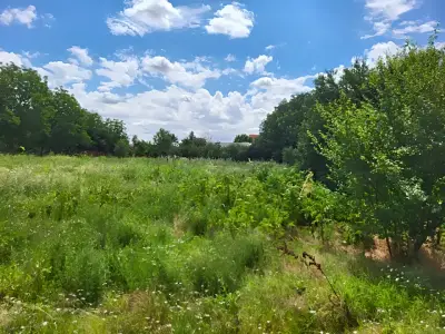 Teren intravilan de vanzare in Dascalu Ilfov cu verdeata