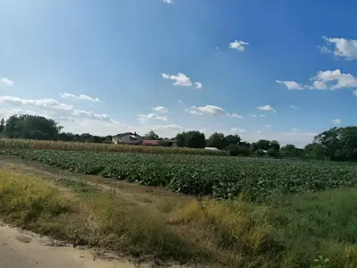 Teren extravilan arabil de vanzare-cumparare in Gruiu Ilfov