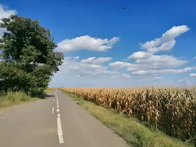 Teren de vanzare-cumparare langa drum camp in Gruiu Ilfov