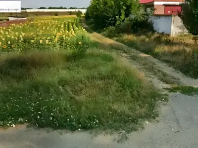 Teren de vanzare Gruiu Ilfov drum pamant langa floarea soarelui