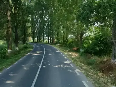 teren de vanzare Gruiu Ilfov langa drum asfaltat padure
