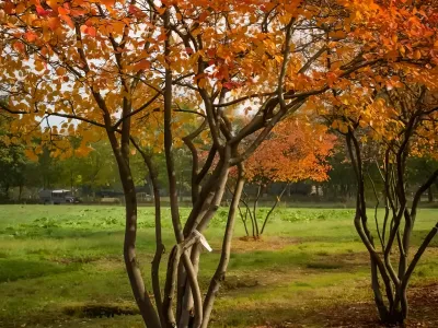 Teren munte de vânzare cumpărare cu pădure în Măgura Buzău