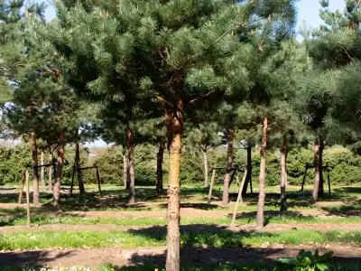 Teren extravilan arabil de vânzare cumpărare Măgura Buzău
