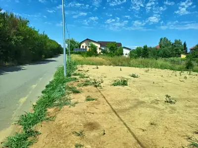 Teren intravilan de vanzare-cumparare Săftica Ilfov verdeata