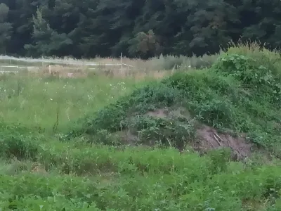 teren viran plat de vanzare cumparare cu copaci Sibiu Sibiu