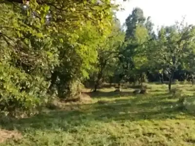Vanzare teren intravilan cu copaci in Teisani Prahova