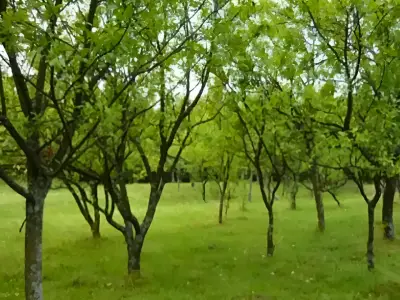 Teren intravilan cu sir de copaci in Teisani Prahova