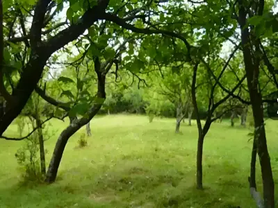 Teren de vanzare Teișani