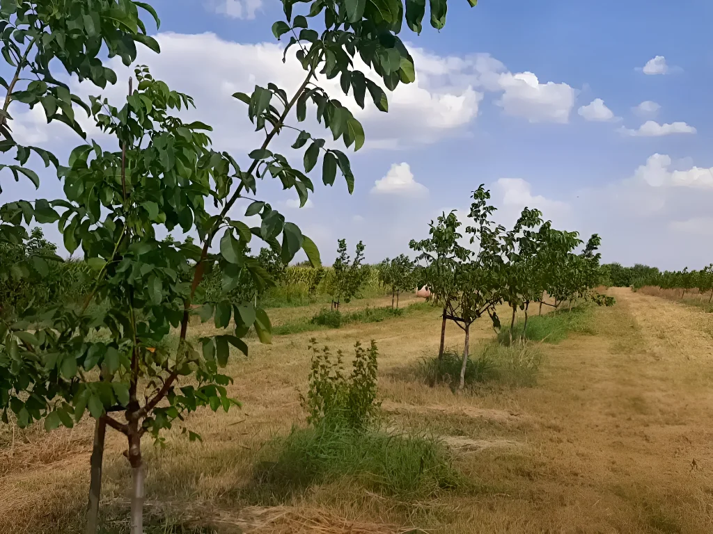 Teren extravilan arabil de vanzare cumparare in Bucesti Galati