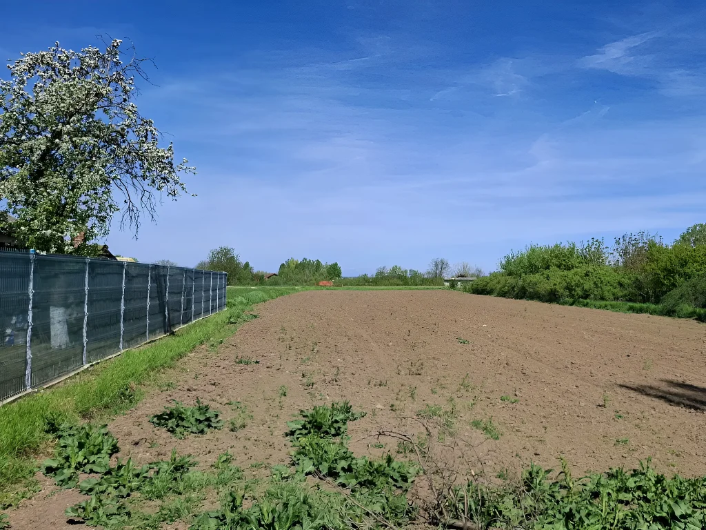 Teren de vanzare-cumparare plat in Gruiu Ilfov cu copac