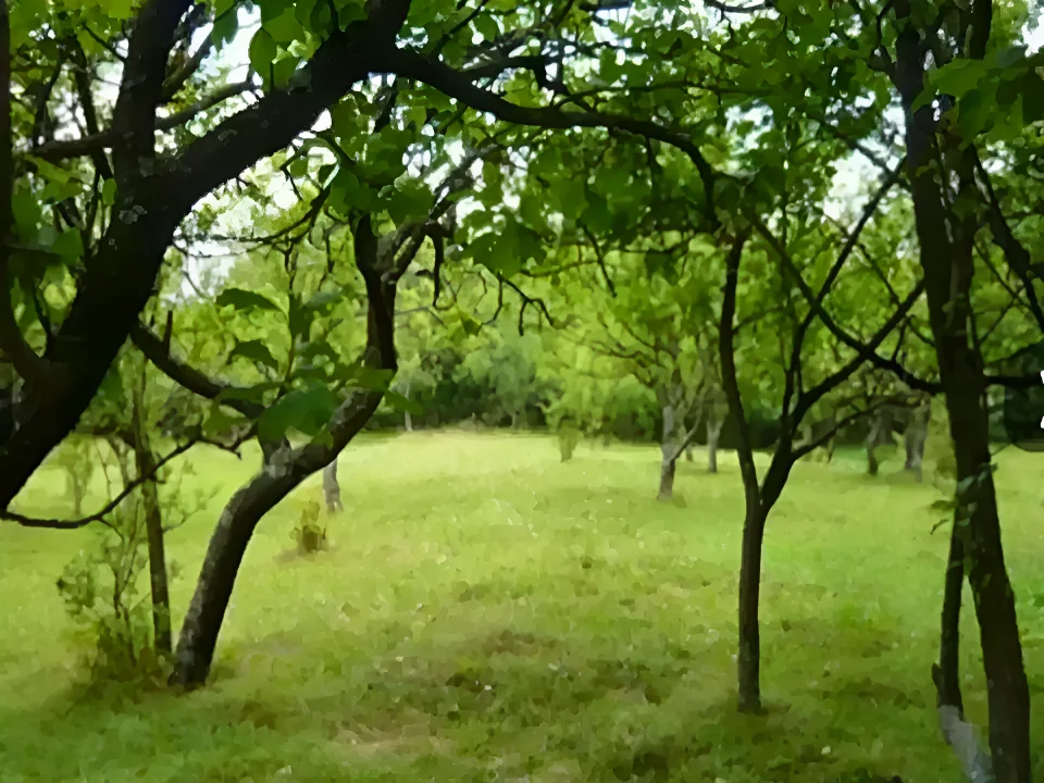 Teren intravilan de vanzare cu verdeata in Teisani Prahova